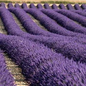 Séjour chez l'habitant La Provencale, Valensole